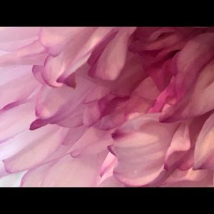 Meet your Posher, Tara